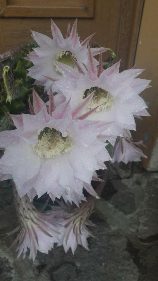 Residenza Letizia Daire Nemeggio Dış mekan fotoğraf